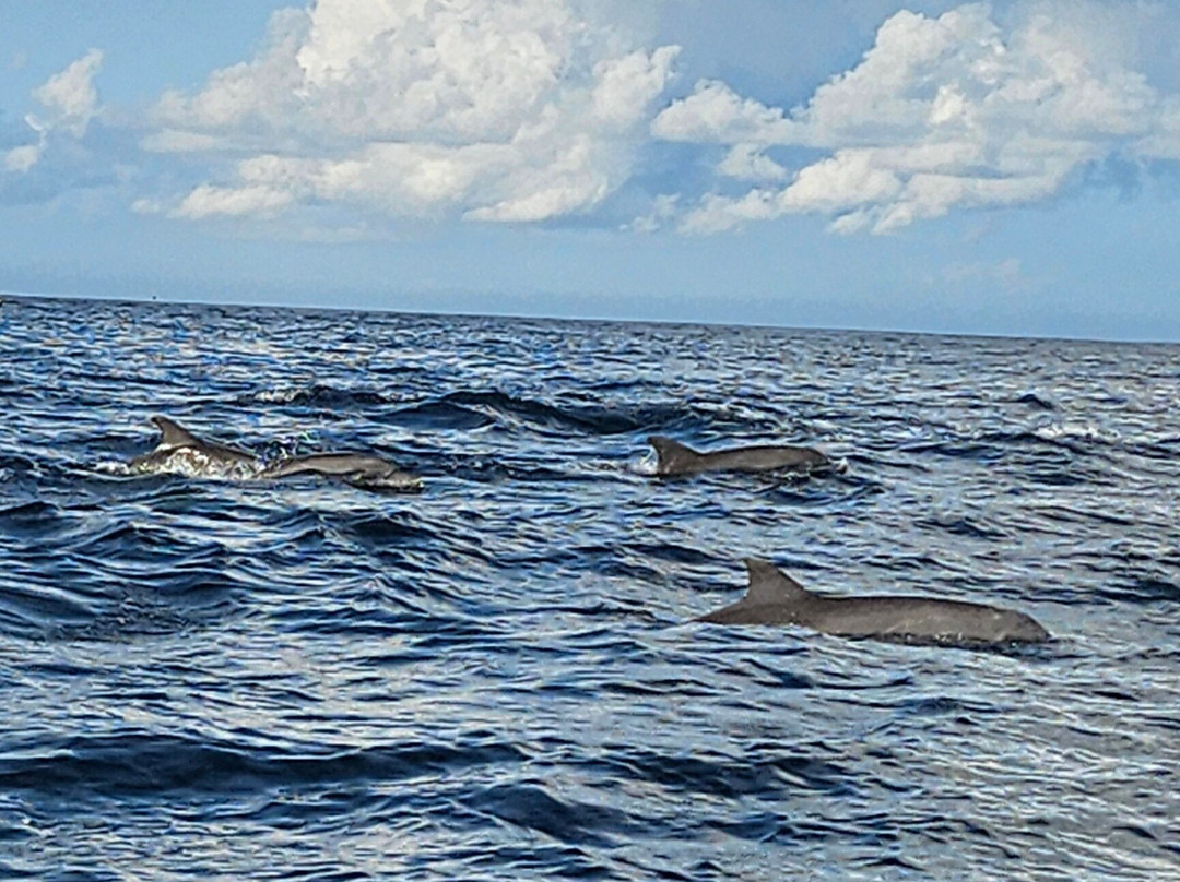 Massa Junior Zanzibar Tours & Safaris-Chwaka必去景点