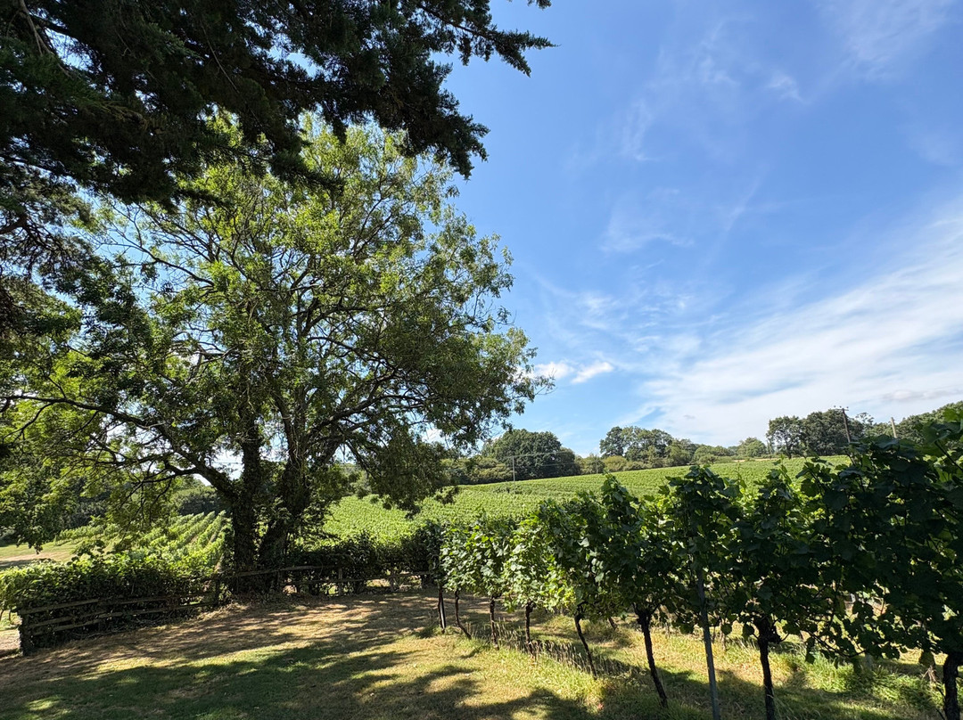 English Oak Vineyard-Lytchett Matravers必去景点