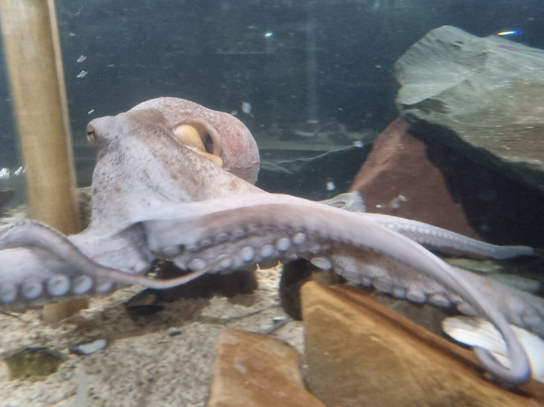 Lake District Coast Aquarium-Maryport必去景点