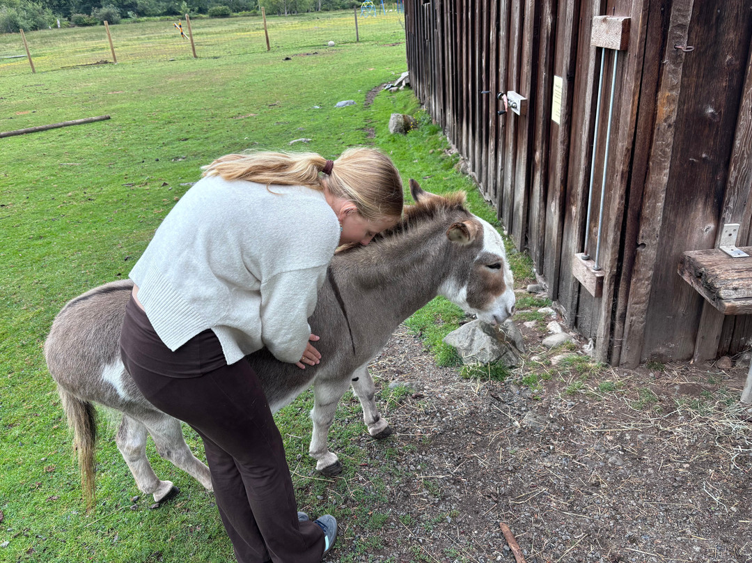 Holly Hill Petting Farm-坎贝尔里弗必去景点