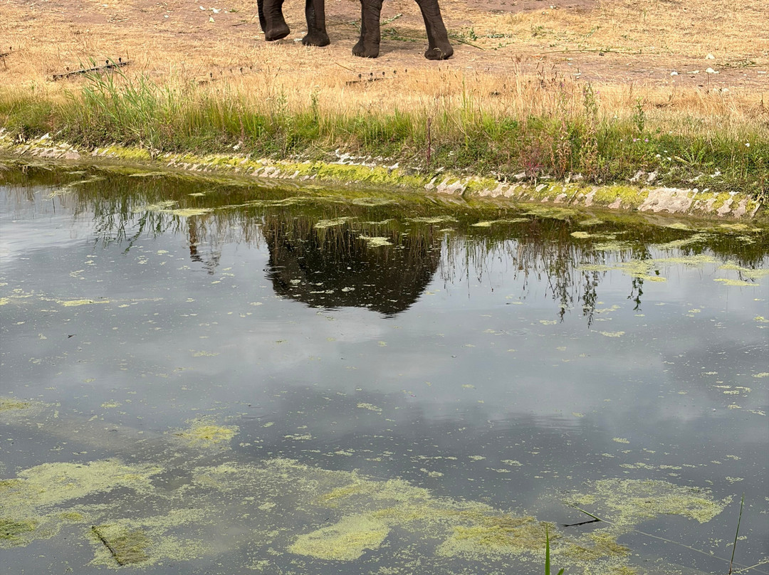 Safari Lodges At West Midlands Safari Park主图