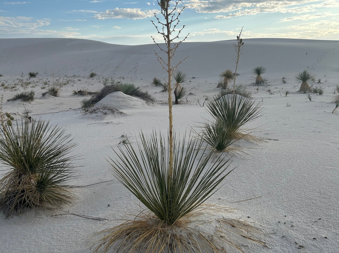 White Sands National Park-阿拉莫戈多必去景点