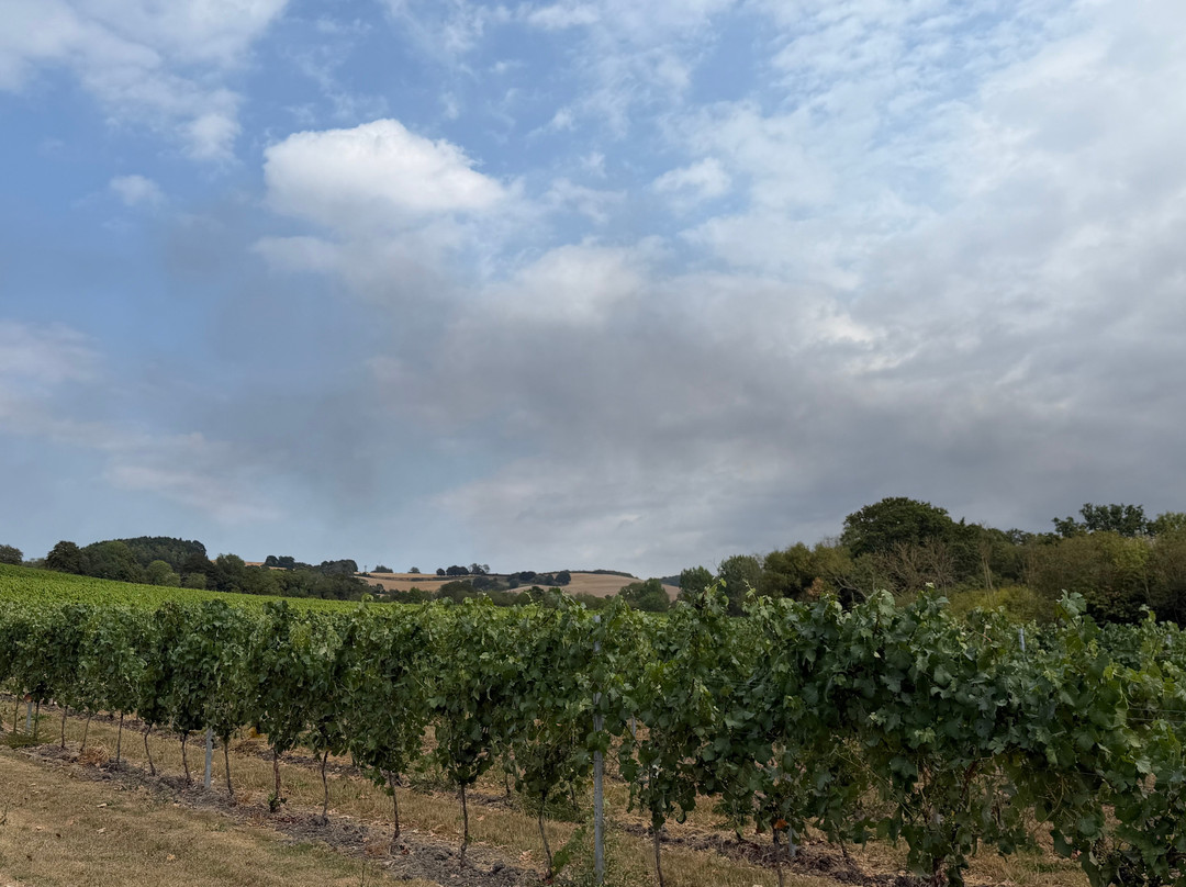 Wildshark Vineyard-Harrietsham必去景点