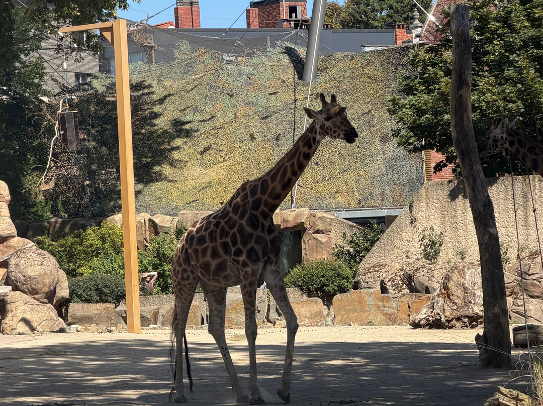 Zoo Antwerpen (dierentuin)-安特卫普必去景点