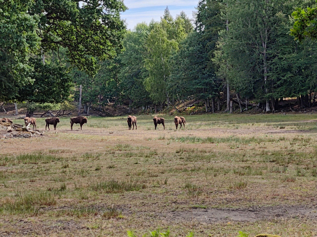 Eriksberg Wildlife Park-Trensum必去景点