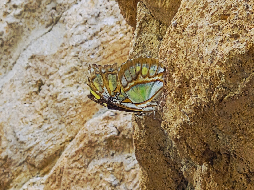 Butterfly Park-Castello d'Empuries必去景点