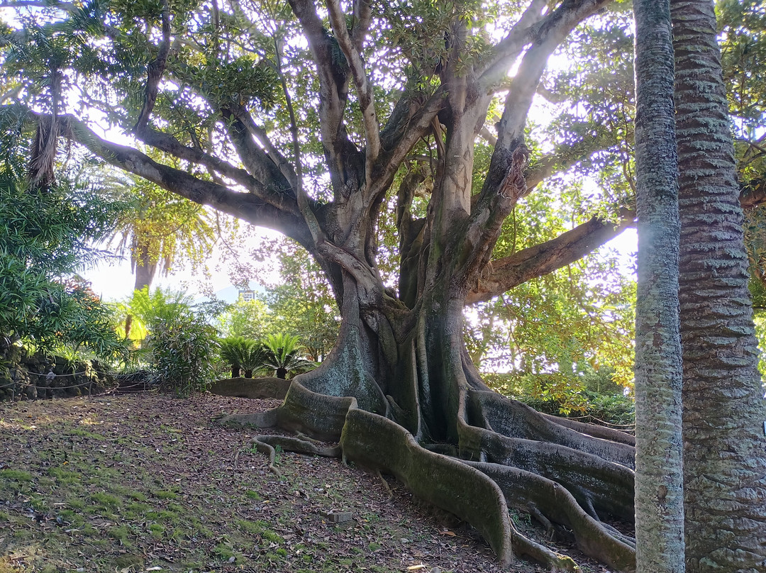 Jardim Botânico António Borges-蓬塔德尔加达必去景点