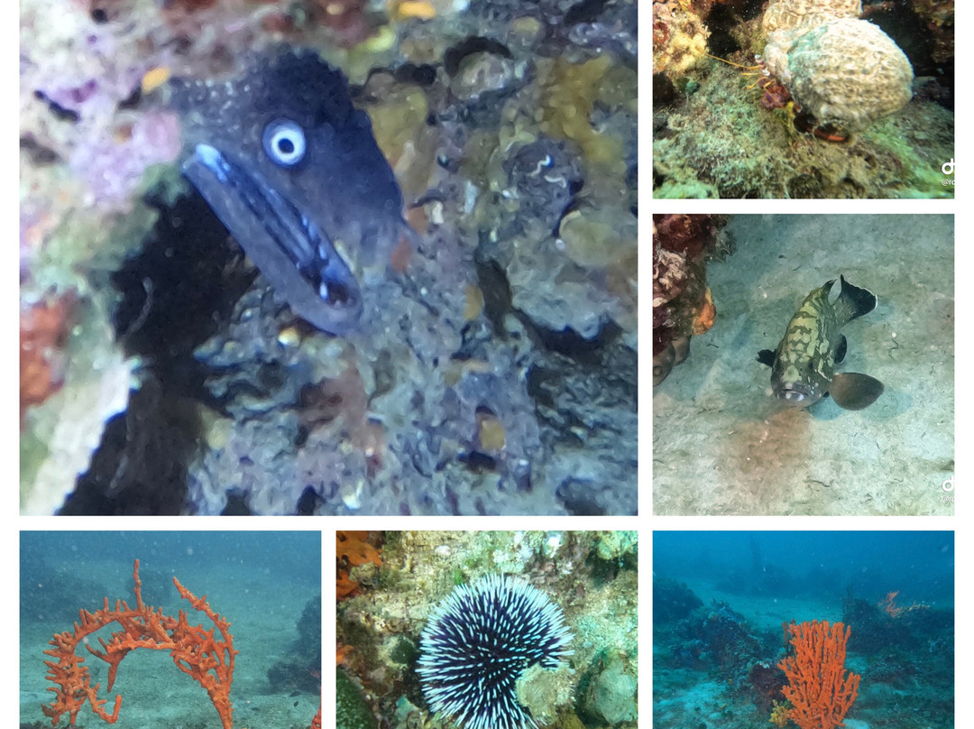 Sasa Sub Diving Center-切萨雷奥港必去景点
