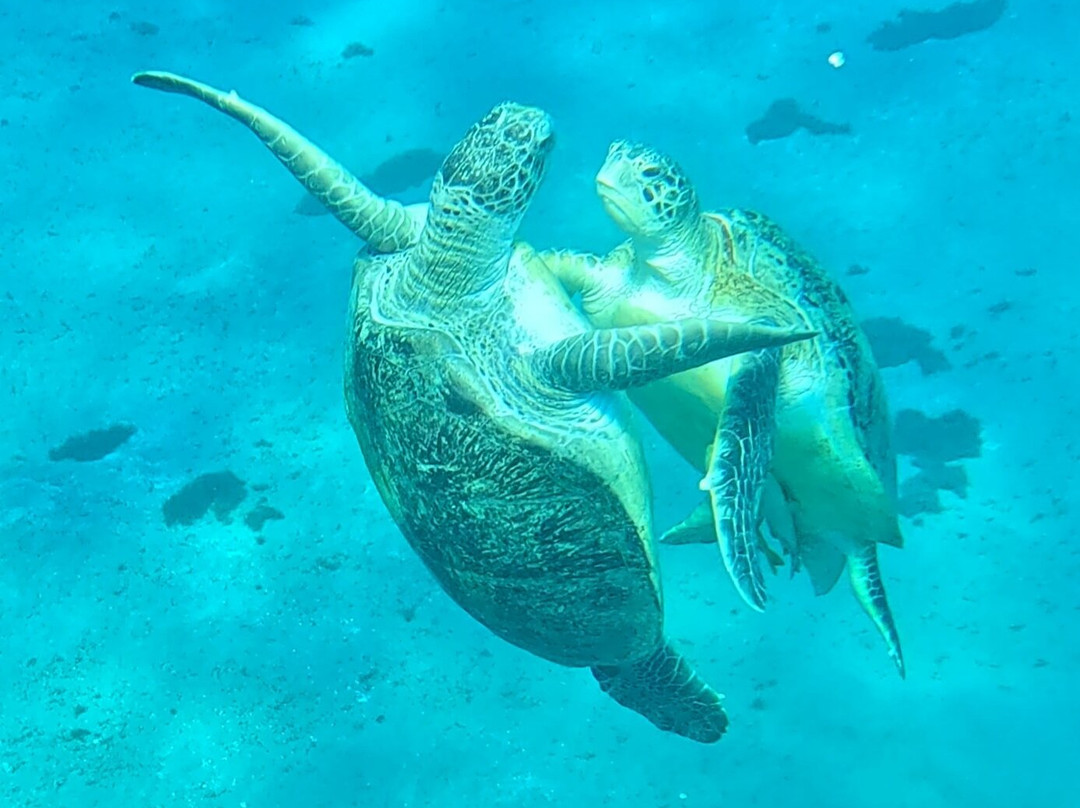 Marsa Alam Tours-马萨阿拉姆必去景点