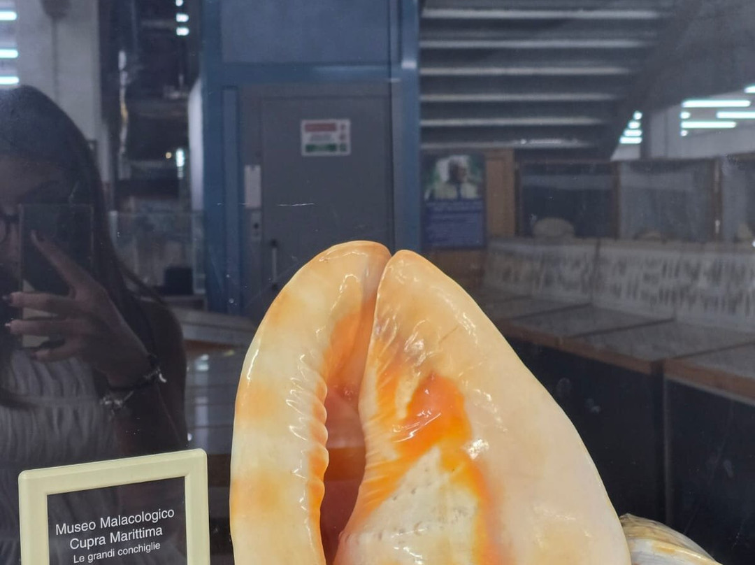 Malacological Museum Piceno-Cupra Marittima必去景点