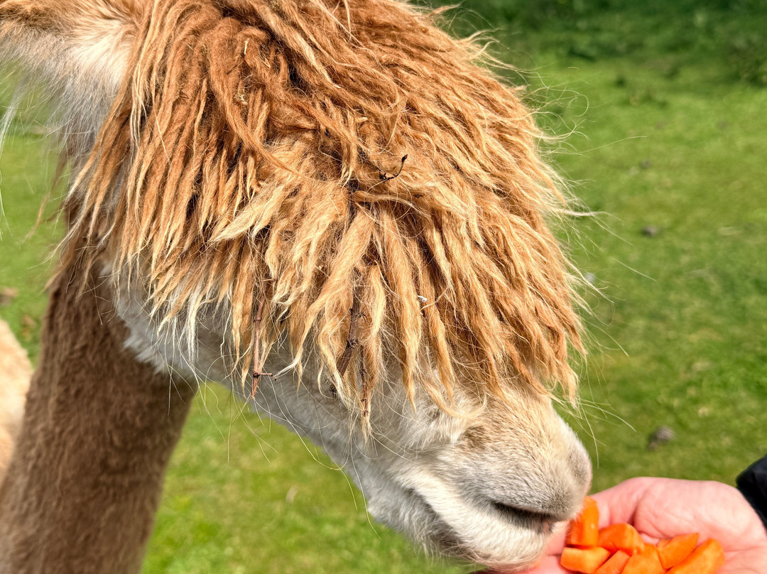 John Muir Alpacas-Dunbar必去景点