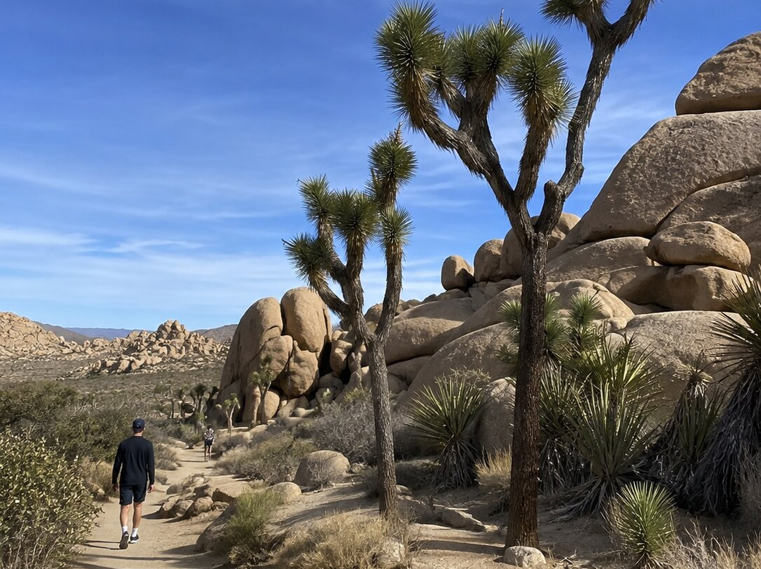 Joshua Tree National Park-约书亚树必去景点