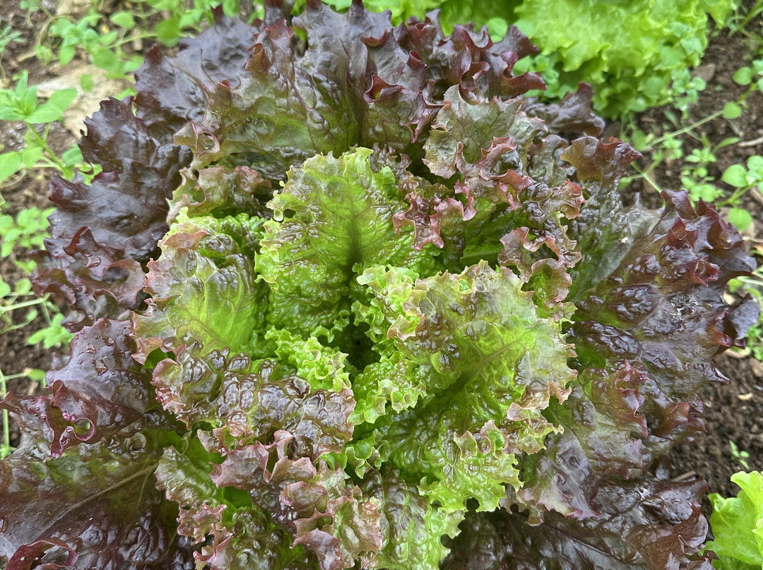 Agroecologia Ferrari-Arroio do Meio必去景点