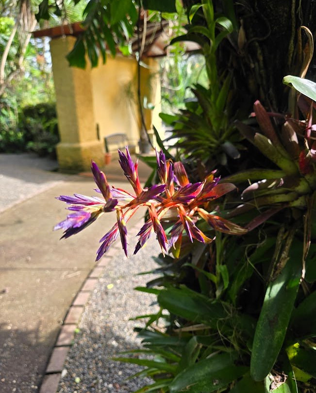 Jardin Botanico Lankester-Cartago必去景点