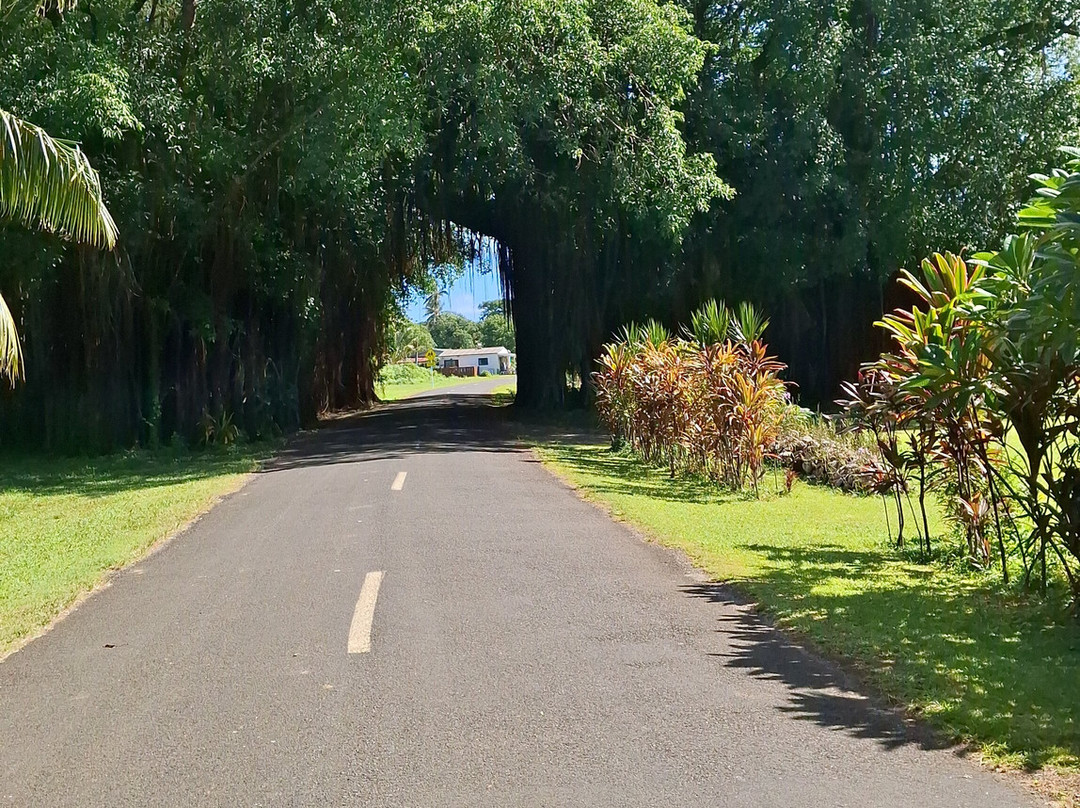 Banyan Tree Tunnel-Arutanga必去景点
