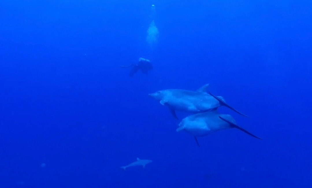 Raie Manta Club Rangiroa-阿瓦托鲁必去景点