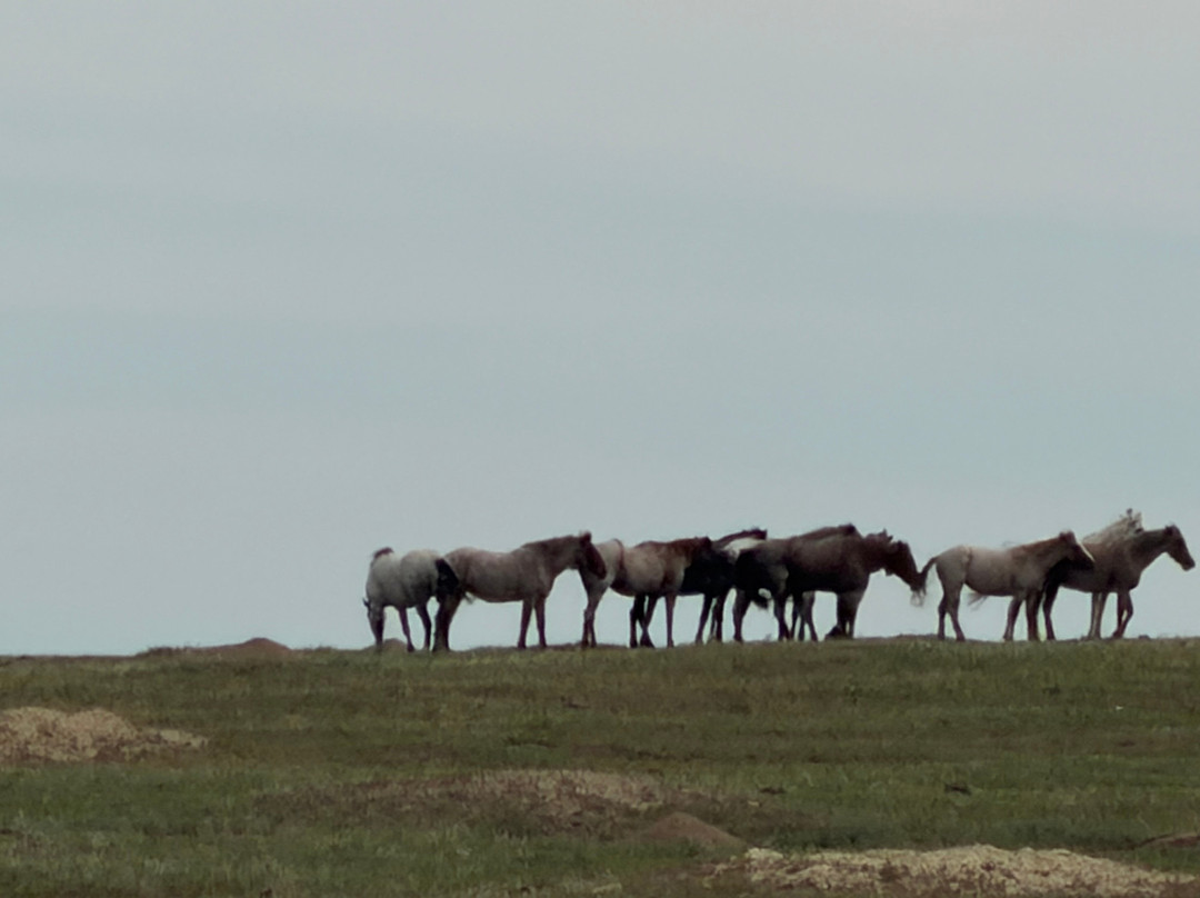 Theodore Roosevelt National Park-Medora必去景点