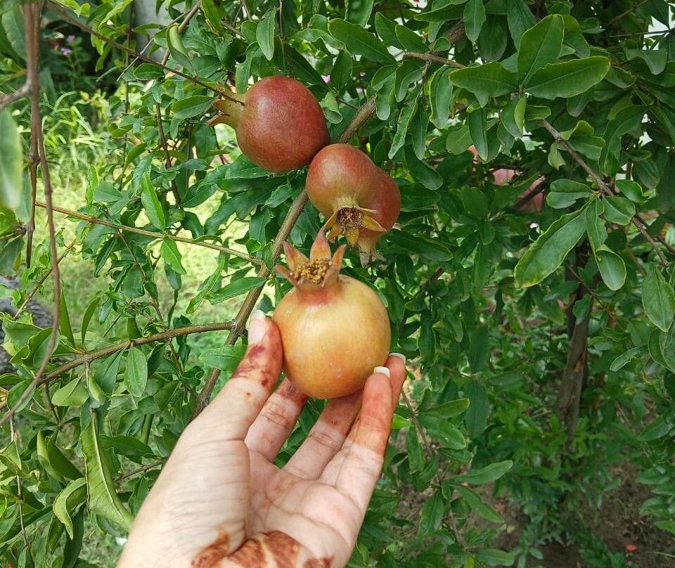 黑芒果度假村主图