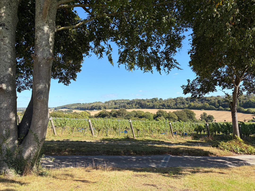 Hambledon Wine Estate-Hambledon必去景点
