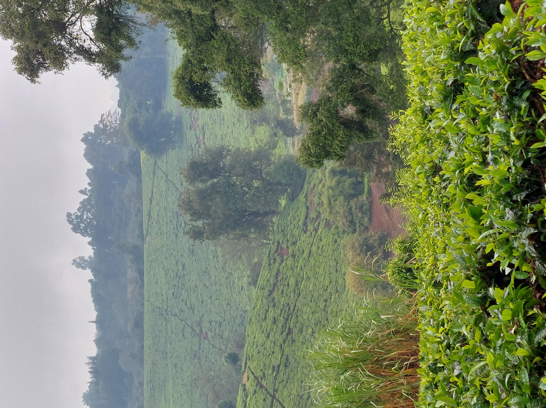 Kiambethu Farm-黎木鲁必去景点