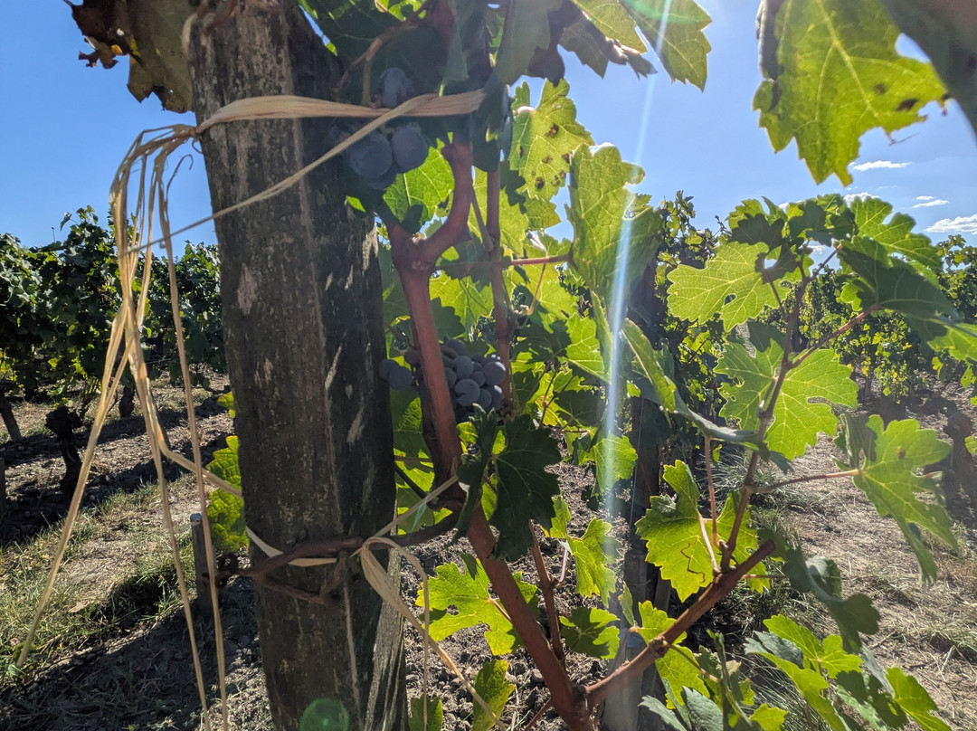 Château Pape Clément-Pessac必去景点