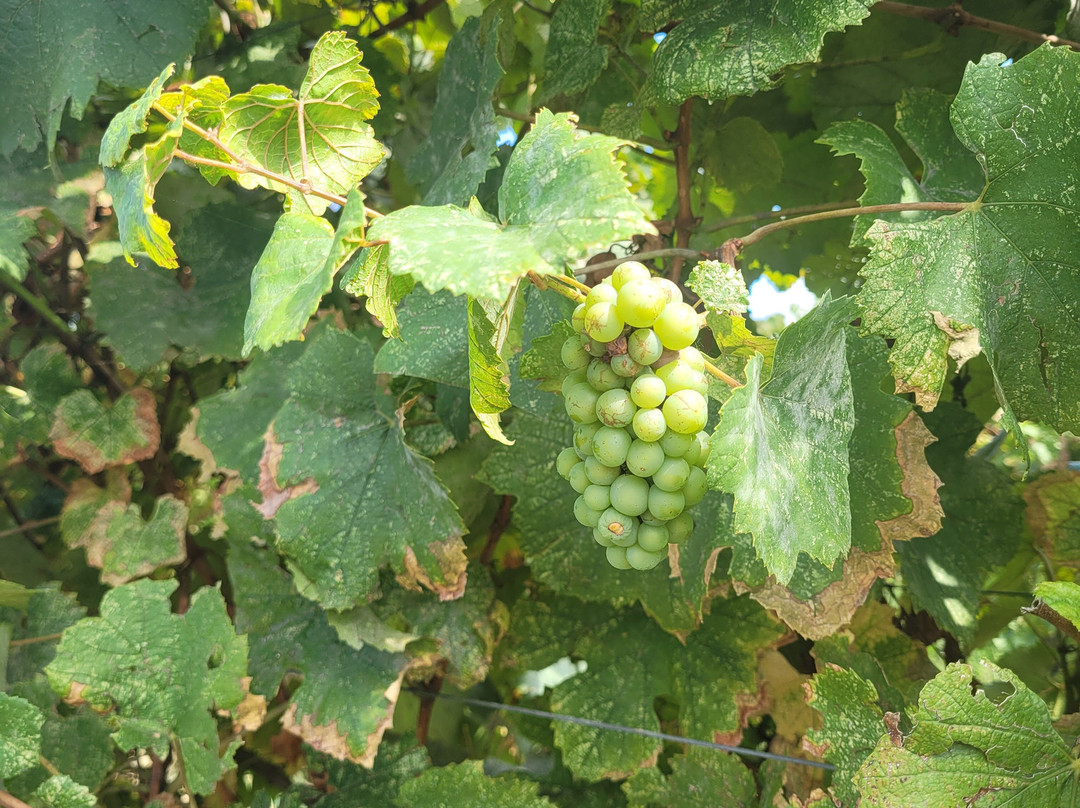 Cantine Capitani-Trevignano Romano必去景点