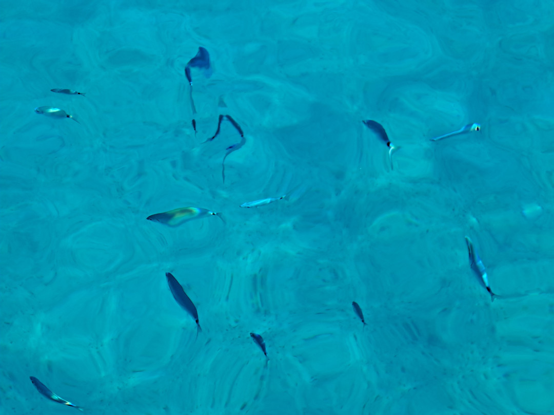 Discovery Diving Sardegna-Puntaldia必去景点