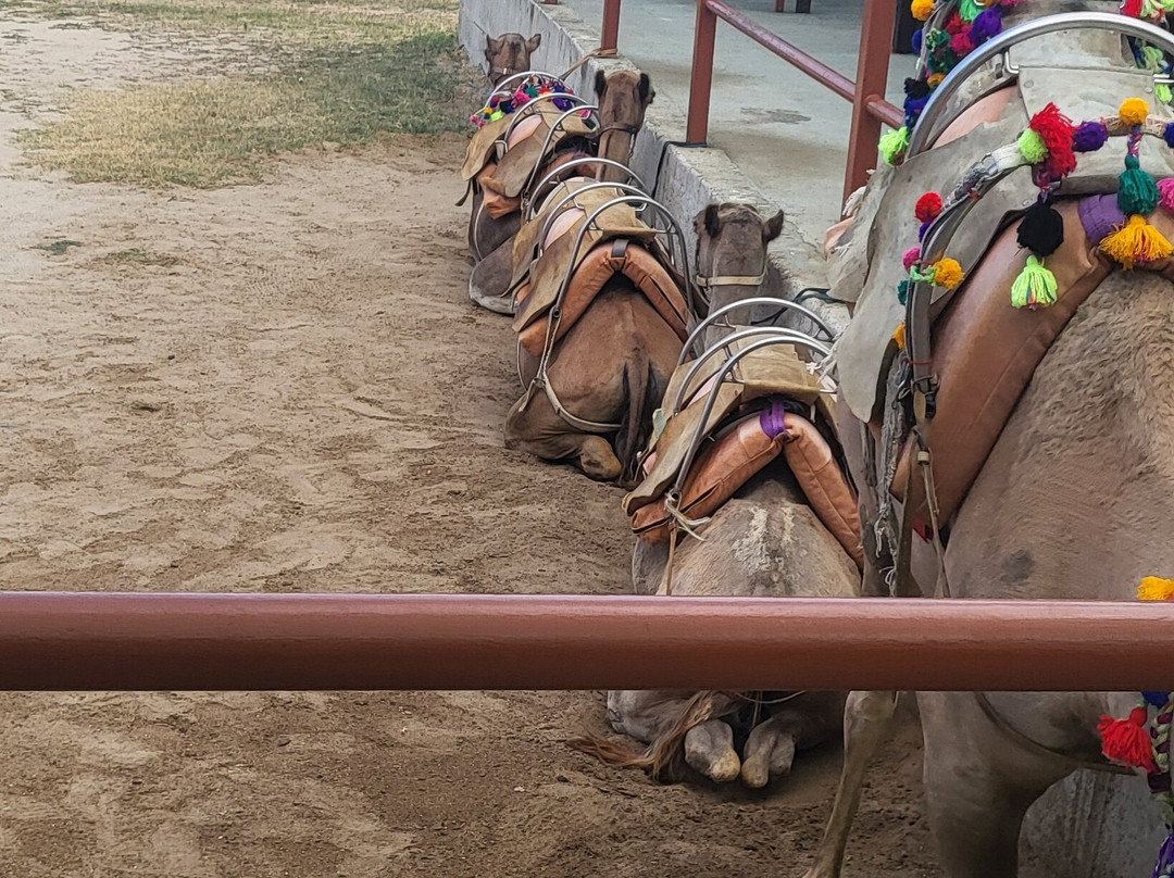 Camel Park Sunny Beach-拉夫达必去景点