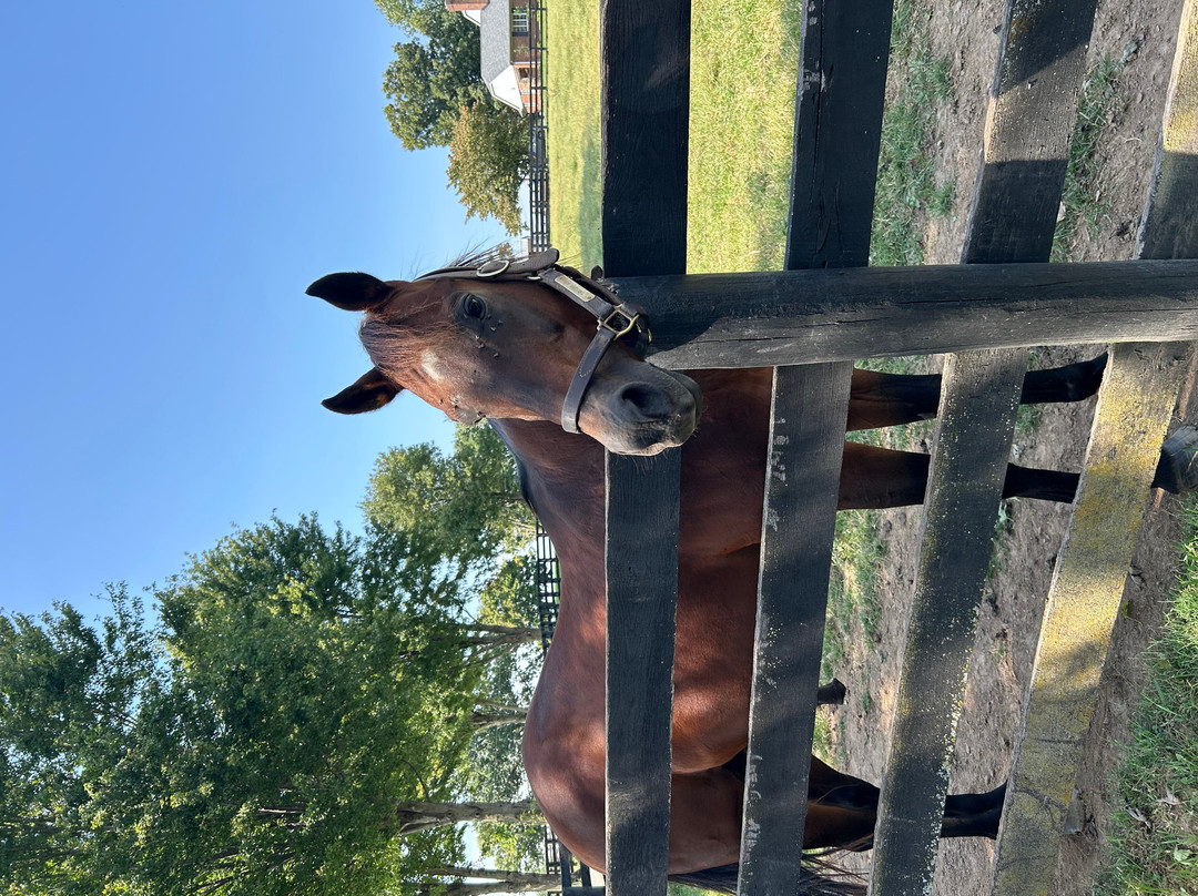 Old Friends at Dream Chase Farm-Georgetown必去景点