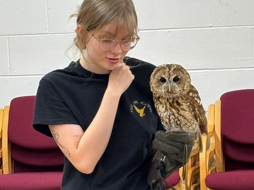 Kent Owl Academy-梅德斯通必去景点