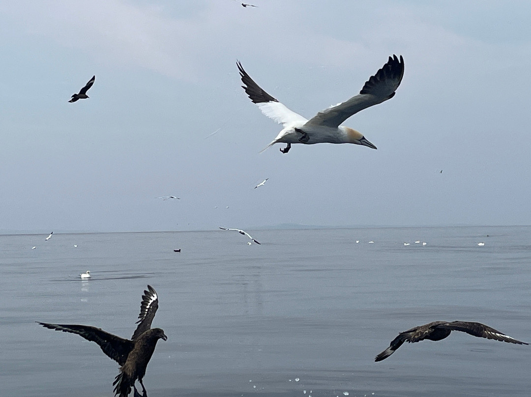 Seabirds and Seals - The Original Noss Boat Tours-Lerwick必去景点