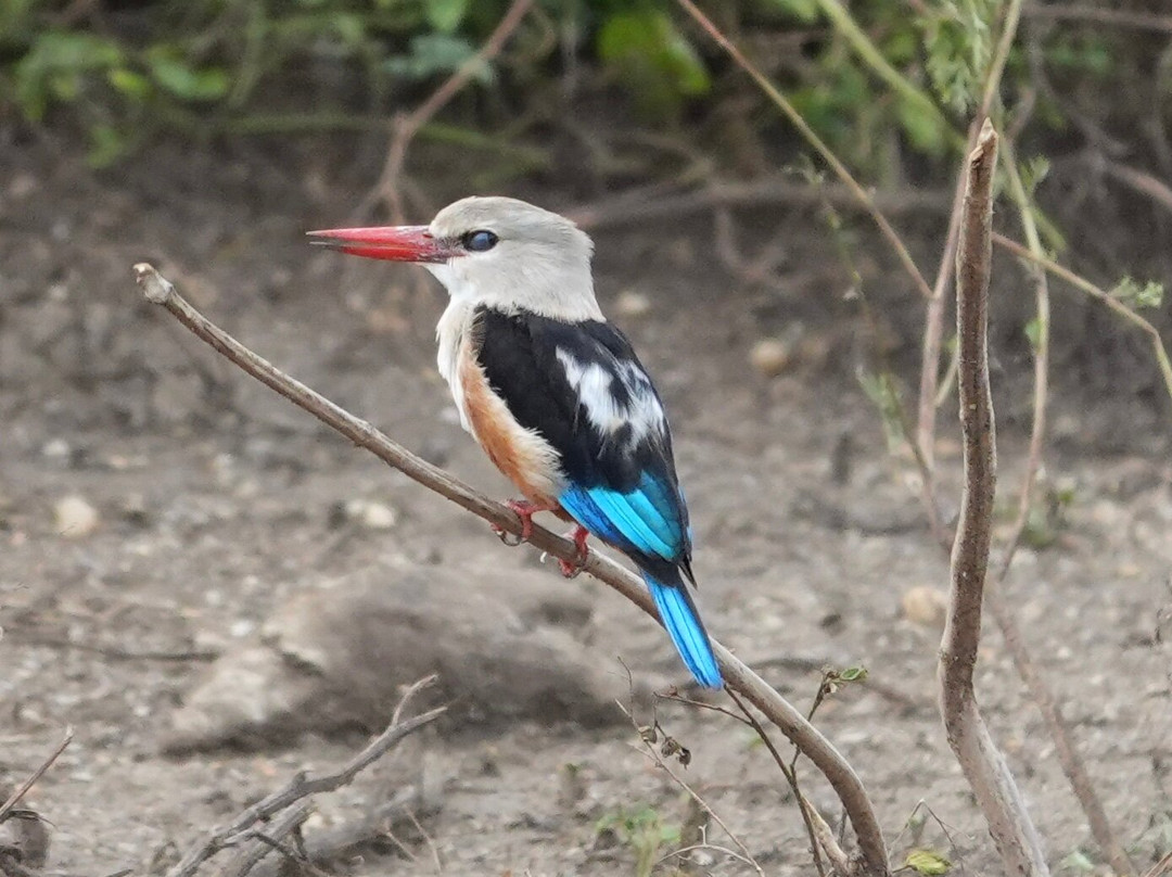 Grassrootz Adventures Uganda-坎帕拉必去景点