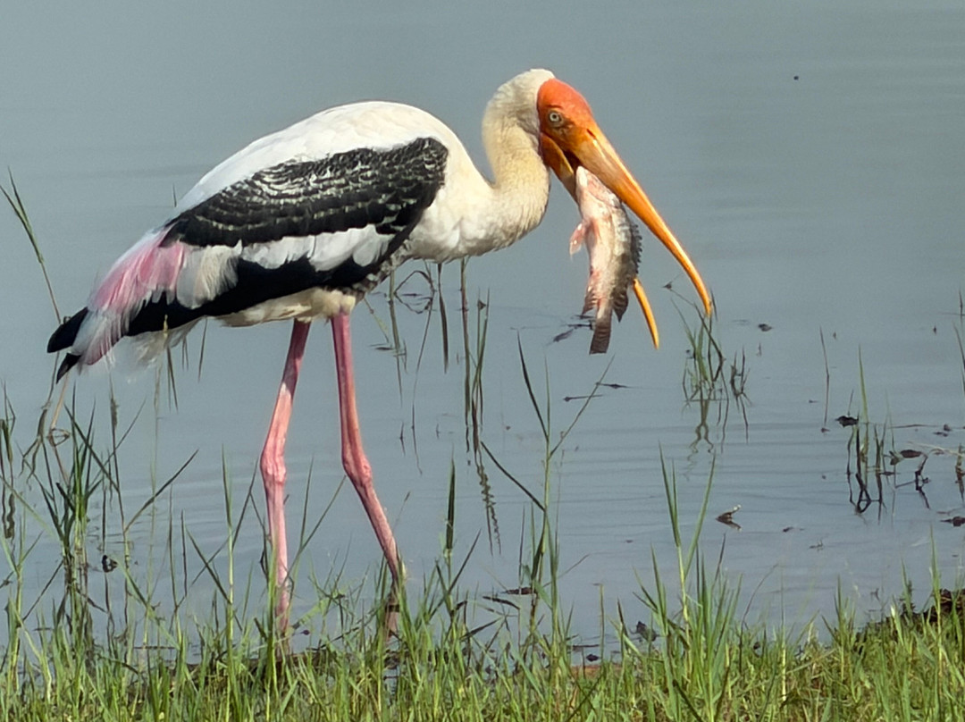 Udawalawe Lahiru Safari Guide Tours-乌达瓦拉维国家公园必去景点