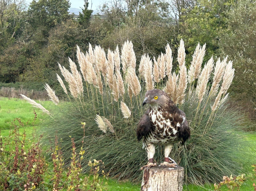 The British Bird of Prey Centre-喀麦登必去景点