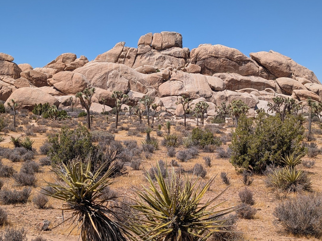 Joshua Tree National Park-约书亚树必去景点
