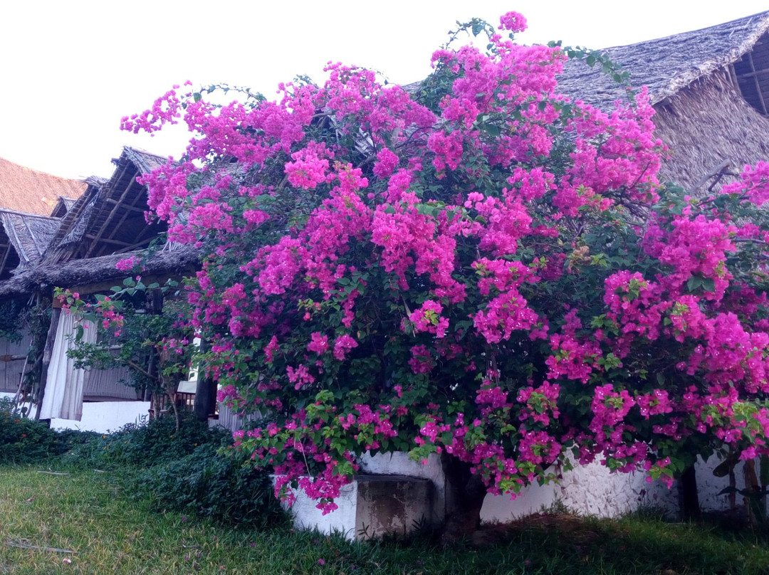 马菲亚岛酒店住宿-Basecamp Mafia Island
