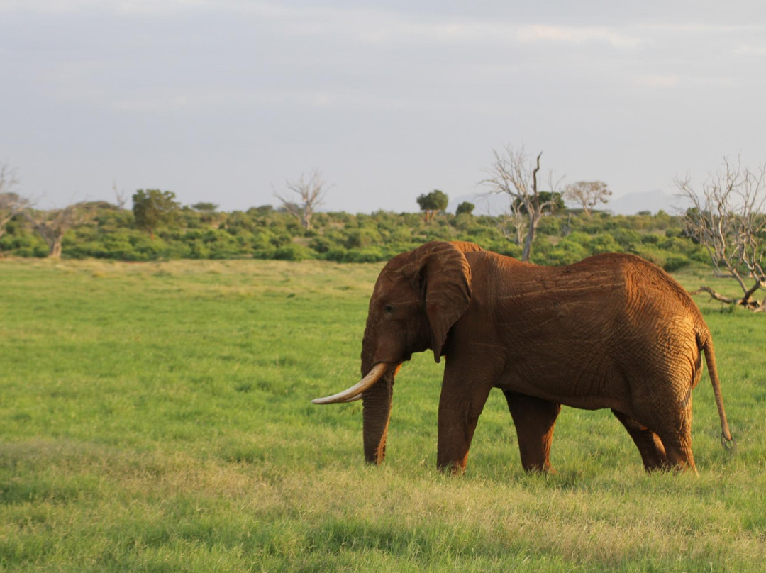Giornale Kenya Safari - Day Tours-瓦塔木必去景点