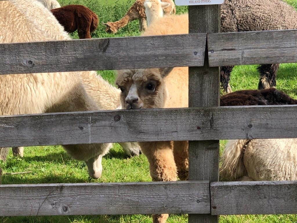 Alpacaly Ever After景点图片