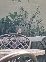 Ranthambhore Kothi主图