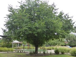 Benalla Botanic Gardens景点图片