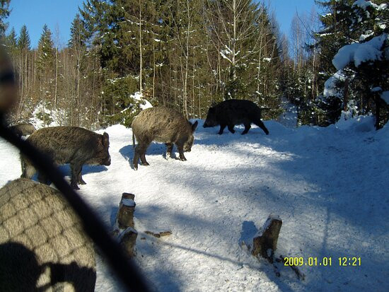 Cage Farm оf the Carpathian National Nature Park-Yaremche必去景点