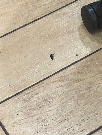 Hampton Inn By Hilton Sturgis-lagrange Area主图