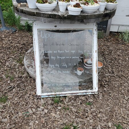 Northern Lavender-Mesick必去景点