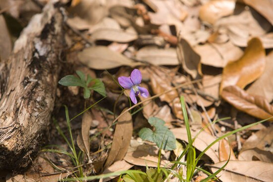 Melon Bluff Nature Center-Sunbury必去景点
