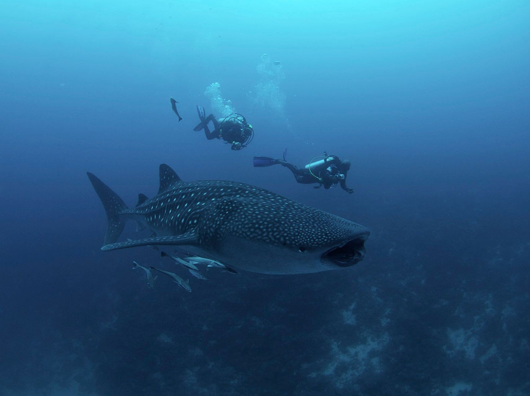 Maldives Diving Loabi景点图片