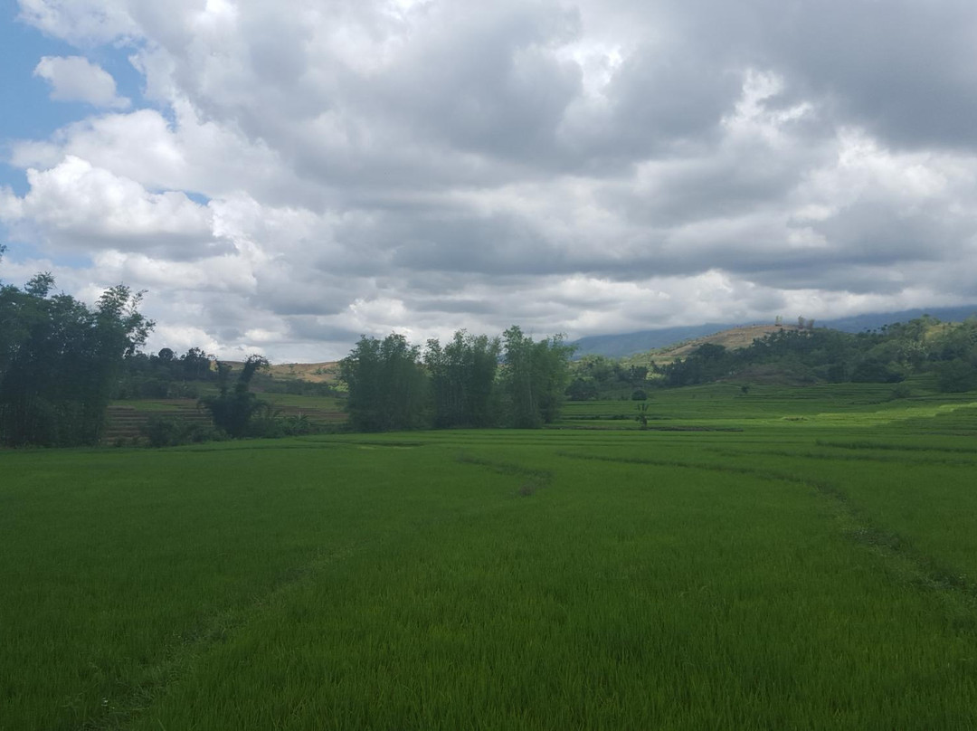 Codcod Rice Terraces景点图片