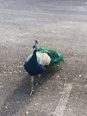 C.B. Smith Park-彭布罗克派恩斯必去景点