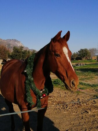 Kardamena Horse Riding Center-卡达米那必去景点