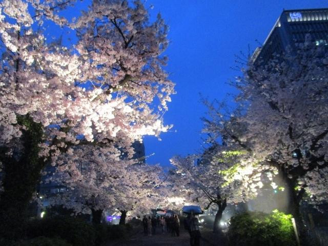 Fukuoka Castle Cherry Blossom Matsuri景点图片