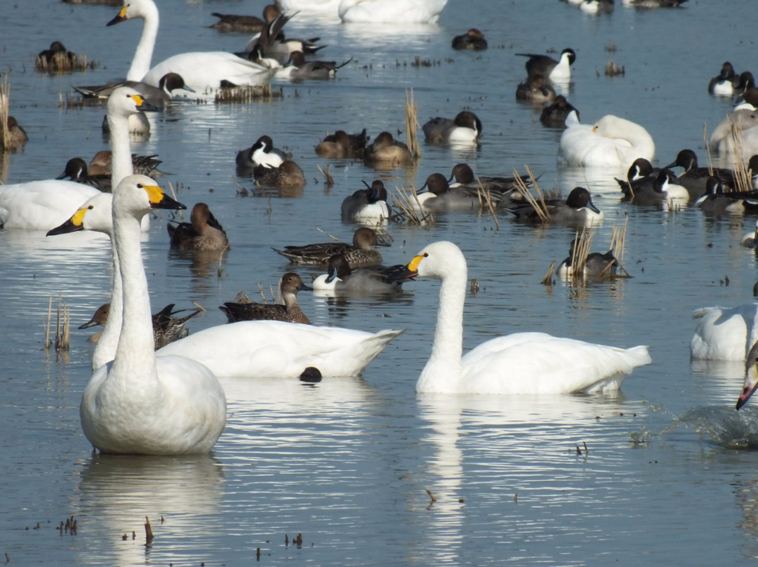印西市旅游景点-Hakuchonosato